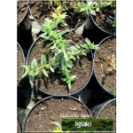 Helianthemum hybrida Cerise Queen - Posłonek ogrodowy Cerise Queen - jasnoczerwone, wys. 25, kw 5/8 FOTO