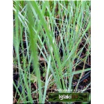 Helictotrichon sempervirens - Owies wiecznie zielony - niebieskie liście, wys 30, kw 6/8 C0,5