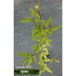 Heliopsis helianthoides scabra Summer Nights - Słoneczniczek szorstki Summer Nights - żółty, wys 120, kw 7/9 FOTO