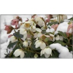 Helleborus niger Christmas Carol - Ciemiernik biały Christmas Carol - biały, wys. 30, kw 2/4 FOTO