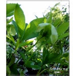 Helleborus orientalis - Ciemiernik wschodni - MIX, wys. 40, kw 3/5 FOTO