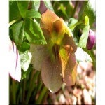 Helleborus orientalis - Helleborus kochii - Ciemiernik wschodni - różnobarwne, wys. 40, kw 3/5 FOTO