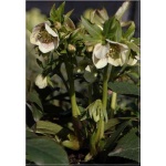 Helleborus orientalis New Hybrids - Ciemiernik wschodni New Hybrids - różnobarwne, wys. 40, kw. 3/5 FOTO