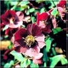 Helleborus purpurascens - Ciemiernik czerwonawy - Ciemiernik purpurowy - ciemnopurpurowe, wys. 30, kw. 3/4 FOTO zzzz