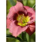 Hemerocallis Always Afternoon - Liliowiec Always Afternoon - różowe, wys. 60, kw 5/7 FOTO