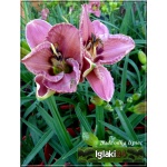 Hemerocallis Always Afternoon - Liliowiec Always Afternoon - różowe, wys. 60, kw 5/7 FOTO