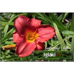 Hemerocallis Amadeus - Liliowiec Amadeus - czerwone, wys. 60, kw 7/8 FOTO