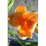 Hemerocallis Bali Hai - Liliowiec Bali Hai - kwiat różowo-kremowy ze złotym gardłem, wys. 55, kw 7/8 FOTO