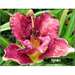 Hemerocallis Berrylicious - Liliowiec Berrylicious - ciemnoczerwony z czarnym środkiem, wys. 60, kw 7/8 FOTO
