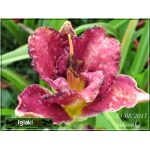 Hemerocallis Berrylicious - Liliowiec Berrylicious - ciemnoczerwony z czarnym środkiem, wys. 60, kw 7/8 FOTO