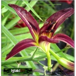 Hemerocallis Black Arrowhead - Liliowiec Black Arrowhead - purpurowy z czarnym środkiem, zielone gardło, wys. 75, kw 7/8 FOTO 