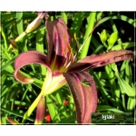 Hemerocallis Black Arrowhead - Liliowiec Black Arrowhead - purpurowy z czarnym środkiem, zielone gardło, wys. 75, kw 7/8 FOTO 
