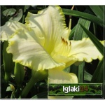 Hemerocallis Blizzard Bay - Liliowiec Blizzard Bay - kwiat biało-żółty, wys. 60, kw 7/8 FOTO