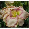 Hemerocallis Carol Todd - Liliowiec Carol Todd - kwiat lawendowy z fioletowym środkiem i brzegiem, wys. 70, kw. 7/8 FOTO