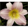 Hemerocallis Catherine Woodbury - Liliowiec Catherine Woodbury - kwiat jasnoróżowe, żółte gardło, wys. 70, kw. 7/8 FOTO