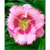 Hemerocallis Cherry Valentine - Liliowiec Cherry Valentine - kwiat różowy z czerwonym środkiem i brzegiem, zielone gardło, wys. 60, kw. 7/8 FOTO