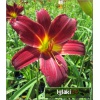 Hemerocallis Chicago Fire - Liliowiec Chicago Fire - kwiat pomarańczowo-czerwony, żółte gardło, wys. 75, kw 7/8 FOTO