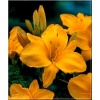 Hemerocallis Chicago Sunrise - Liliowiec Chicago Sunrise - kwiat żółto-pomarańczowy, wys. 50, kw 7/8 FOTO
