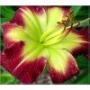 Hemerocallis Christine Dixon - Liliowiec Christine Dixon - kwiat czerwono-bordowy, żółte gardło, wys. 60, kw 7/8 FOTO