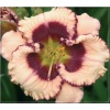 Hemerocallis Crystal Pinot - Liliowiec Crystal Pinott - kwiat kremowy, purpurowy środek, zielone gardło wys. 55, kw 7/8 FOTO