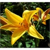 Hemerocallis Dumortieri - Liliowiec Dumortieri - kwiat żółto-kremowy wys. 55, kw 7/8 FOTO