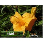 Hemerocallis Eenie Allegro - Liliowiec Eenie Allegro - kwiat pomarańczowo-żółty, wys. 40, kw. 7/8 FOTO