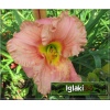Hemerocallis Elegant Candy - Liliowiec Elegant Candy - różowy, czerwony środek, zielone gardło, wys. 65, kw 7/8 FOTO