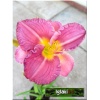 Hemerocallis Entrapment - Liliowiec Entrapment - różowo-fioletowe, wys. 60, kw. 7/8 FOTO