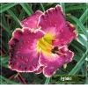 Hemerocallis Excellent - Liliowiec Excellent - purpurowy ze złotym środkiem, wys. 60, kw 7/8 FOTO