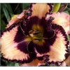 Hemerocallis Exotic Treasure - Liliowiec Exotic Treasure - różowy, czarno purpurowy środek, zielone gardło, wys. 65, kw 7/8 FOTO  