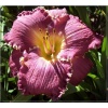 Hemerocallis Face ofe the Stars - Liliowiec Face ofe the Stars - fioletowe, wys. 90, kw 6/7 FOTO