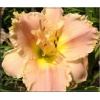 Hemerocallis Fifth Dimension - Liliowiec Fifth Dimension - kwiat kremowo-pomarańczowy, wys. 65, kw 7/8 FOTO