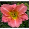Hemerocallis Forsyth Candy Pink - Liliowiec Forsyth Candy Pink - kwiat różowy, wys. 70, kw. 7/8 FOTO