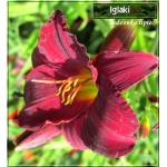 Hemerocallis Gipsy Turtle - Liliowiec Gipsy Turtle - kwiat bordowo-czerwony, żółte gardło,  wys. 45, kw 7/8 FOTO