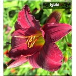 Hemerocallis Gipsy Turtle - Liliowiec Gipsy Turtle - kwiat bordowo-czerwony, żółte gardło,  wys. 45, kw 7/8 FOTO