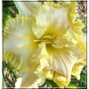 Hemerocallis Finders Keepers - Liliowiec Finders Keepers - jasnokremowy, żółty środek, wys. 65, kw 7/8 FOTO