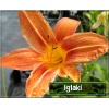 Hemerocallis hybrida - Liliowiec ogrodowy - pomarańczowy, wys. 80, kw 6/7 FOTO 