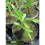 Hemerocallis Siloam Royal Prince - Liliowiec Siloam Royal Prince - kwiat purpurowy, zielonkawe gardło, wys. 50 kw. 7/8 C1,5