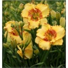Hemerocallis Irresistible Charm - Liliowiec Irresistible Charm - kwiat żółty z pomarańczową falbanką i środkiem, wys. 65, kw. 7/8 FOTO