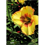 Hemerocallis Irresistible Charm - Liliowiec Irresistible Charm - kwiat żółty z pomarańczową falbanką i środkiem, wys. 65, kw. 7/8 FOTO