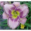 Hemerocallis Itza Mirage - Liliowiec Itza Mirage - kwiat fioletowo-lawendowy, żółte gardło, wys. 65, kw. 7/8 FOTO