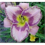 Hemerocallis Itza Mirage - Liliowiec Itza Mirage - kwiat fioletowo-lawendowy, żółte gardło, wys. 65, kw. 7/8 FOTO