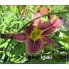 Hemerocallis Jockey Club - Liliowiec Jockey Club - kwiat purpurowo-lawendowy, żółte gardło, wys. 55, kw. 7/8 FOTO