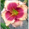 Hemerocallis Just Like Candy - Liliowiec Just Like Candy - kwiat kremowy z różowym środkiem, zielone gardło, wys. 70, kw. 7/8 FOTO