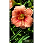 Hemerocallis Just My Size - Liliowiec Just My Size - różowy z czerwonym oczkiem, wys. 40, kw. 7/8 FOTO