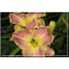 Hemerocallis Light Years Away - Liliowiec Light Years Away - różowe, wys. 60, kw. 7/8 FOTO
