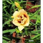 Hemerocallis Little Miss Manners - Liliowiec Little Miss Manners - kwiat kremowy z bordowym środkiem pełny, wys. 40, kw 6/7 FOTO