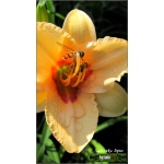 Hemerocallis Longfields Butterfly - Liliowiec Longfields Butterfly - kwiat różowo-kremowy, żółte gardło, wys. 35, kw. 7/8 FOTO