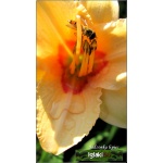 Hemerocallis Longfields Butterfly - Liliowiec Longfields Butterfly - kwiat różowo-kremowy, żółte gardło, wys. 35, kw. 7/8 FOTO
