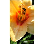 Hemerocallis Longfields Butterfly - Liliowiec Longfields Butterfly - kwiat różowo-kremowy, żółte gardło, wys. 35, kw. 7/8 C1,5 P